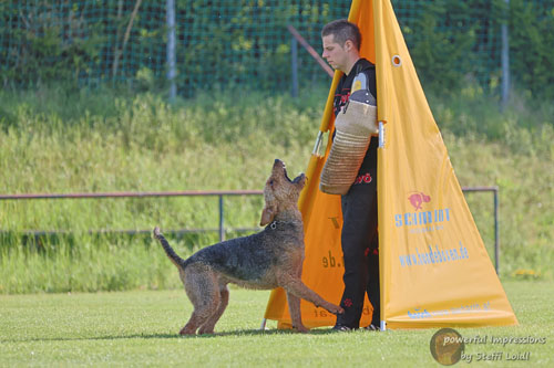 Airedale Terrier Zino von Haus Schirmer